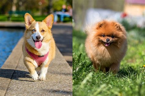 Do Pomeranians And Corgis Get Along - All About Poms