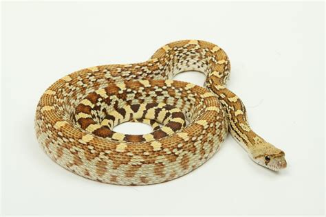 Het Albino Christmas Mountain Sonoran Gopher Snake by Summer's Snakes ...