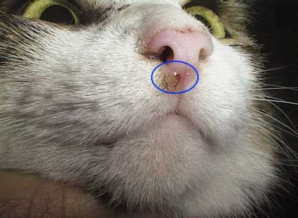 feline-nose-cancer | Long Beach Animal Hospital