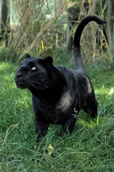 74 best images about Black Panther Cats on Pinterest | Cats, Spirit animal and The panthers