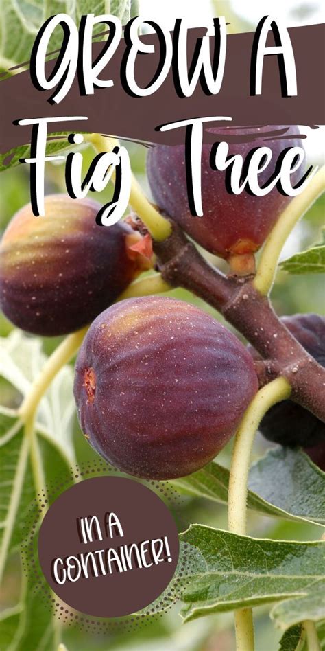 How to Grow a Fig Tree in a Container for a Backyard Fruit Harvest | Growing fig trees, Indoor ...