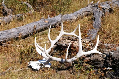 Bull Elk Skull | Flickr - Photo Sharing!