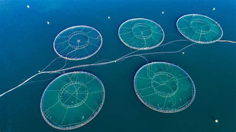 Norwegian Billionaire Pushes Salmon Production Into New Offshore Waters