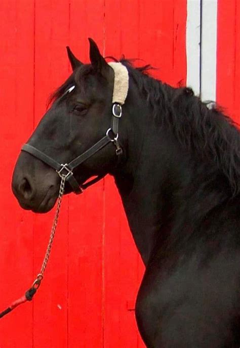 Draft Horse - Percheron stallion | Percheron, Draft horses, Horses