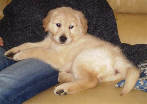 Soubor:Golden Retriever - 7 weeks.jpg – Wikipedie