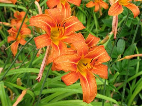 Orange Daylily, Tawny Daylily, Tiger Daylily, or Ditch Daylily (Hemerocallis fulva) full sun ...