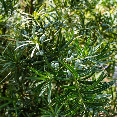 Japanese Plum Yew - Charleston Parks Conservancy