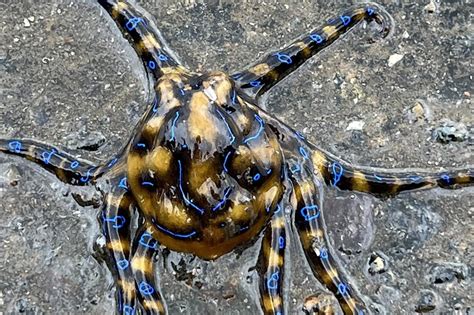 NY Post: Australian man and his dog have terrifying run-in with deadly blue-ringed octopus