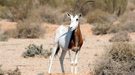 Scimitar-horned oryx Conservation at Marwell Zoo