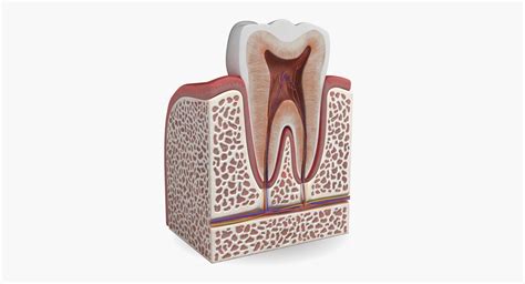 Tooth Anatomy 3D Model $59 - .obj .fbx .max - Free3D