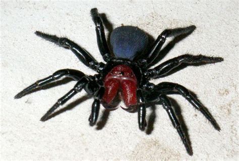 Australia’s Most Dangerous Spiders | Dangerous spiders, Spider, Termite control