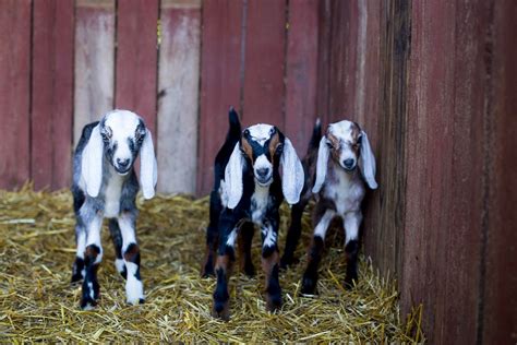 The Best & Easiest Method of Bottle Feeding Goats - Roots and Refuge