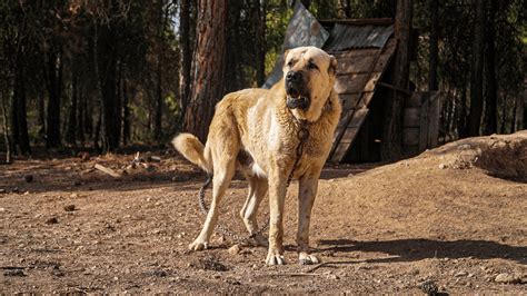 The Kangal Shepherd Dog: Guardian Dog