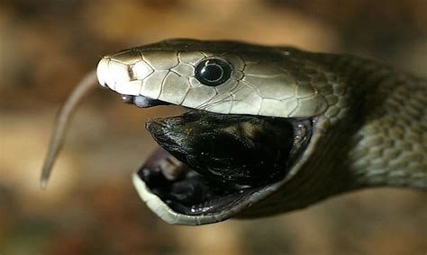 The Venomous Mambas Of Africa: How Many Species Are There? - WorldAtlas.com