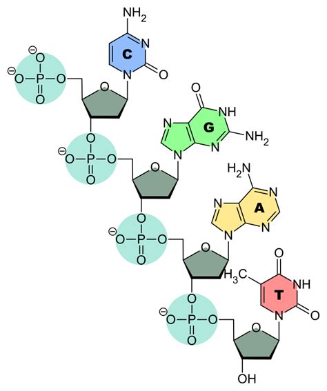 organic chemistry - Where is the acid in DNA/RNA? - Chemistry Stack ...