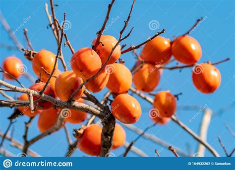 Persimmon Tree with Ripe Orange Fruits in Late Autumn on Blue Sky Background Stock Photo - Image ...