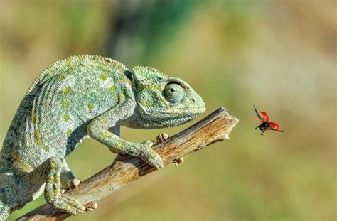 The 140 Best Chameleon Names With Meanings - We're All About Pets