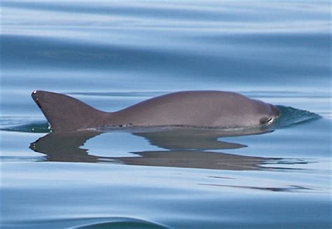 Vaquita - Whale & Dolphin Conservation USA