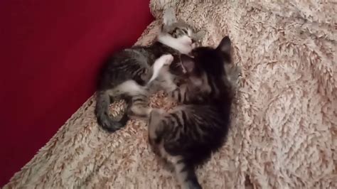 Kitten fighting... 🐈🐾 - YouTube