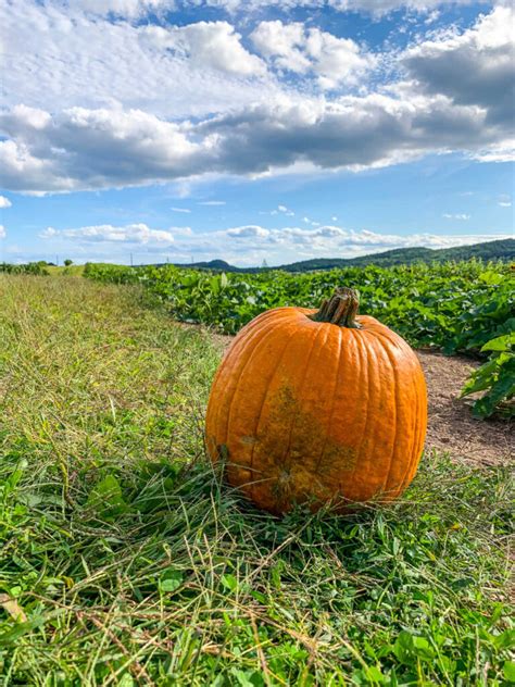 23+ Fantastic Fall Festivals In Connecticut For 2024 — The Purposely Lost