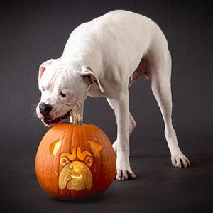 If It's Hip, It's Here (Archives): Pumpkin Carving Posts, Inspiration ...