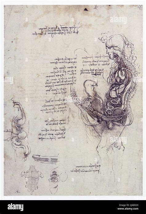 LEONARDO DA VINCI. COITION OF HEMISECTED MAN AND WOMAN. 1492. PEN AND ...