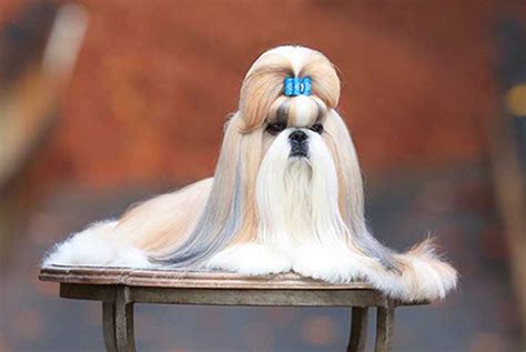 The Breed Standard Shih Tzu: The Perfect Representation of the Breed