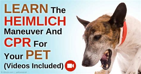 Heimlich Maneuver for a Choking Pet