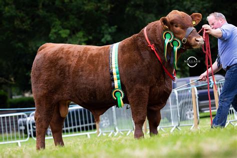 ‘Exceptional’ red bull claims honours at Aberdeen-Angus Northern Ireland Summer Championship ...