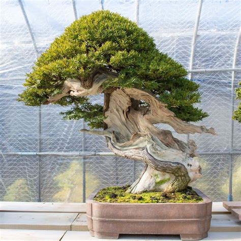 Yew Bonsai Tree - Bonsai Sanctum