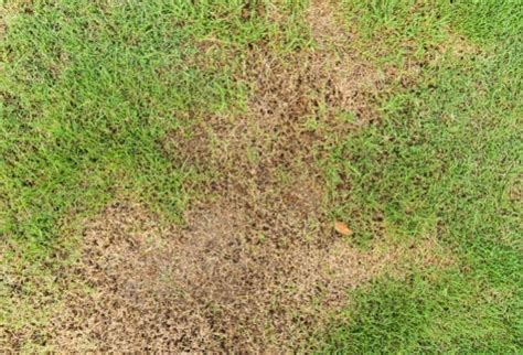 How to Identify and Prevent Brown Patches on Bermuda Grass?