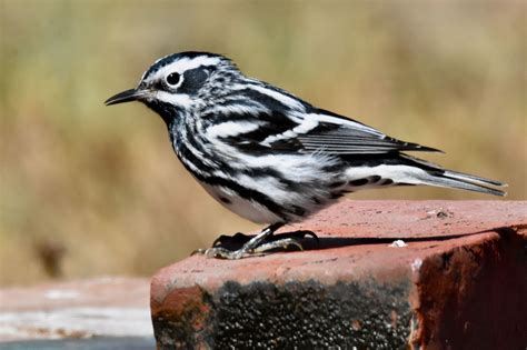 Black-and-White Warbler