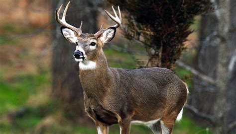 Missouri Department of Conservation reports final deer harvest for the season at more than 290,300