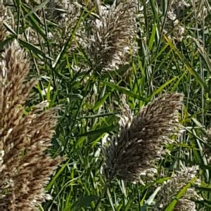 Common Reed/Phragmites - Montana Weed Control Association