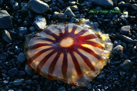 Jelly fish on the beach of Seward, Alaska. | Beach, Fish, Seward