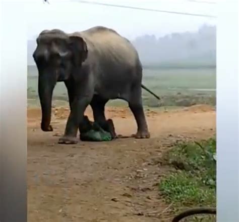 Video: Angry elephant kicks man like a soccer ball