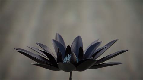 Black Lotus Flower Wallpaper