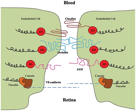 Mechanism of blood‑retinal barrier breakdown induced by HIV‑1 (Review)