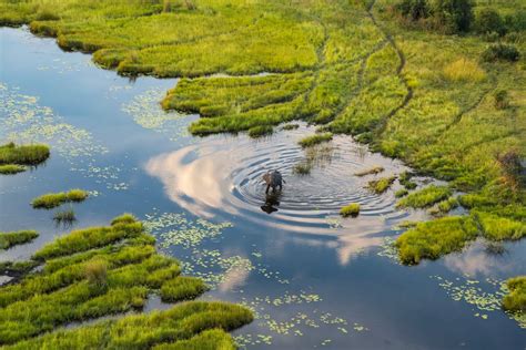 How to Plan Your First Safari in Botswana - Condé Nast Traveler