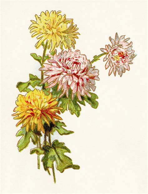 Vintage Flower Illustrations Clip Art Images - The Old Design Shop