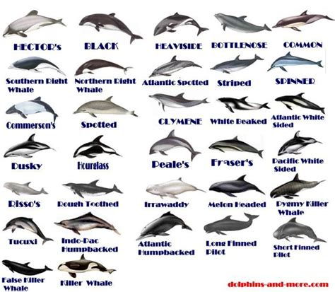 Is A Dolphin A Wild Animal - Animals