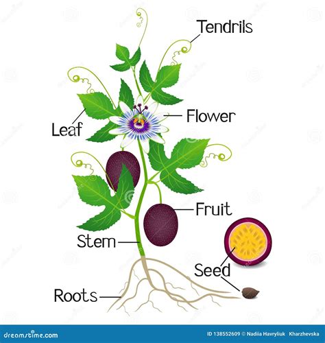 Parts of a Passion Fruit Plant on a White Background. Stock Vector ...