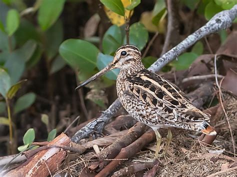 snipe identification help | BIRDS in BACKYARDS