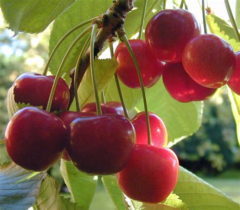 Cherry 'Merton Glory' - Riverside Garden Centre