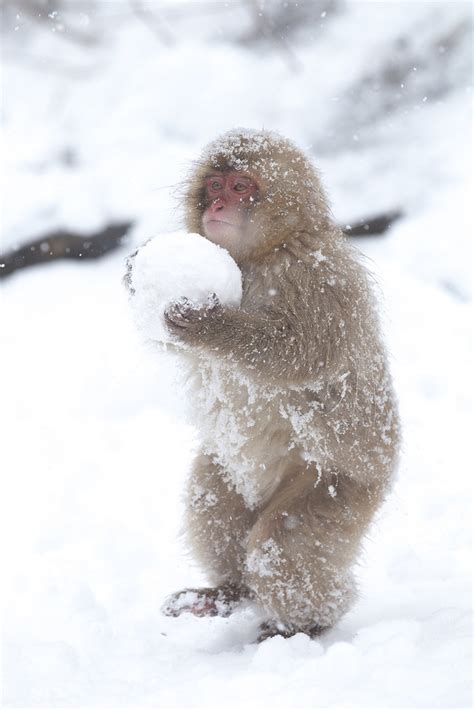 Macaque japonais et boule de neige