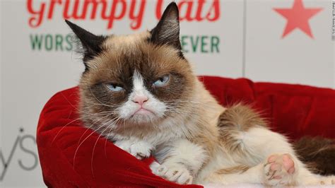 Grumpy Cat dead at age 7 - CNN Video