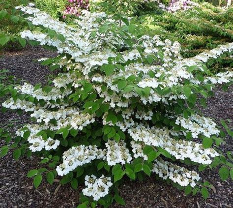 Shasta Viburnum plicatum tomentosum | New Life Nursery