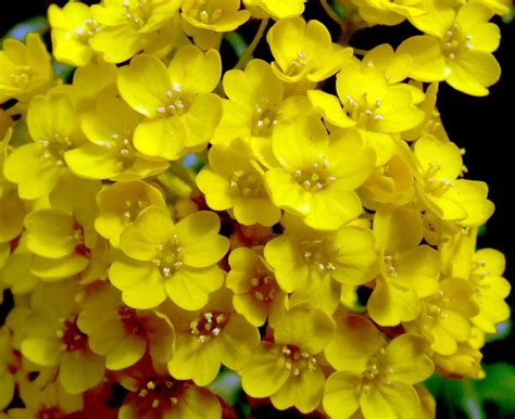 500 Basket of Gold Alyssum Golden Tuft Flower Seeds Aurinia Saxatilis