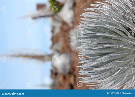 Silversword plant stock photo. Image of rare, high, extinct - 19753474