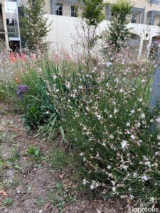 Gaura Plant Care: A Complete Growing Guide | Florgeous